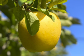 【2026年予約】『シナノゴールド』 家庭用　食感パリッとジューシーなりんご！3kg