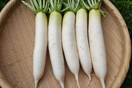今が旬！！　大根　8kg　3~5本