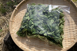 清涼感♪自然栽培スペアミント100g