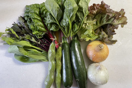 初夏 野菜セット【4~6品目】Mセット