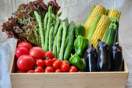 【夏ギフト】自然栽培の手渡したくなるお任せ野菜SET（Ｌサイズ）