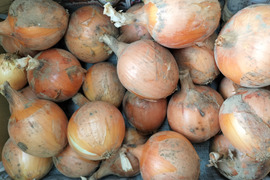 今年は豊作！農園自慢の玉ねぎ　9ｋｇ　パチャママ農園
