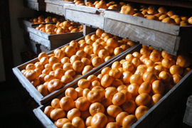 【貯蔵みかん】静岡県産　寿太郎みかん　5kg   農家直送　訳あり　家庭用　美味しいみかん