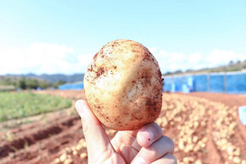 【長島産赤土馬鈴薯5kg】4月15日頃発送予定‼️掘りたてをご家庭に届けます【伊唐島の旬じゃが】