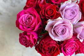 【赤パープル系15本】1日1束限定☆厳選バラ☆贈り物にもおすすめ（ご自宅用簡易包装/50cm）