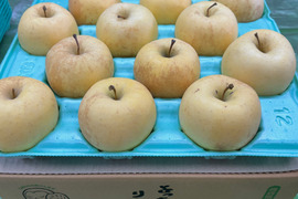 「有袋!金星!! 」家庭用約4.5Kg青森県産 数量限定　金星　きんせい　りんご