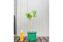 オリーブ 鉢植え エルグレコ｜育てやすい シンボルツリー・盆栽にも最適　11