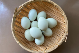 【平飼い】青卵・アローカナと黒翡翠鶏の卵 10個
