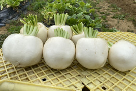 【訳あり】【朝採れたて】京都産サラダ・ラティーナ（サラダカブ）3.0kg　（15～20個）