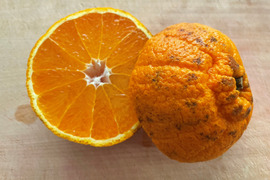 【見た目に訳あり…】濃厚な甘さでちゅるるんとした『不知火』約4.5㎏（サイズいろいろ）