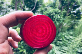 生でもおいしい旬のビーツ 1kg