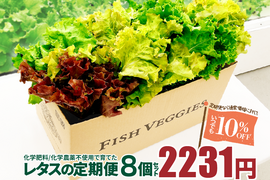 新鮮採れたて！化学肥料/化学農薬不使用だから安心して食べられる！レタスの定期便 8個セット