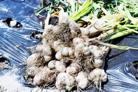 生産者は知ってる約1週間だけの瑞々しい味わい！［生にんにく2kg］収穫後すぐ発送（農薬・化学肥料不使用）