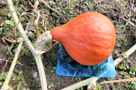 打木赤皮甘栗（約1.5kg 2-3玉）★朱色鮮やか！伝統野菜かぼちゃ【冬ギフト】