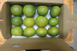 ジャバラ2ｋｇ　和歌山県特産柑橘（数量の変更可能）