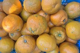 訳あり〜愛媛県産〜　島育ち　木なり完熟　熟成　伊予柑　5kg（箱込み）