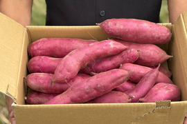 【ギフト用】千葉県産さつまいも5㎏　ふくむらさき　美しい紫色でインスタ映え！熟成させると甘みが増します！蒸し芋・温野菜にもおすすめ