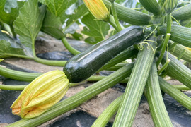 大きくて食べごたえ抜群！つやつやズッキーニ  ２kg（8本〜10本）