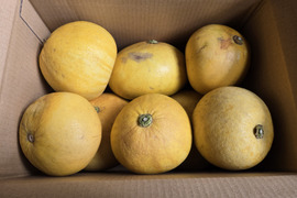 ★完全自然栽培品　晩白柚　（文旦）　ザボン　4キロ