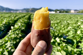 ねっとり食感と濃厚な甘さ！紅はるか冷凍焼き芋(訳あり)1.5kg