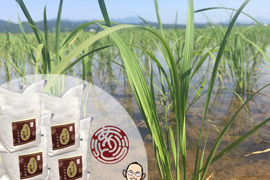 【米粉】800g(200g×4袋)超高級米いのちの壱100%