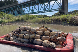 訳ありオーガニックれんこん2kg😁
甘味138％エグみ40％耕作放棄地を再生するサスティナブルな「幸せな蓮根」