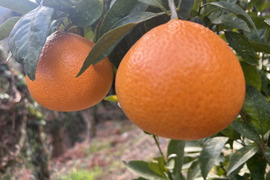 プリンセス（家庭用・3kg箱込）