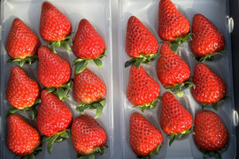 完熟のイチゴパック250g×2p