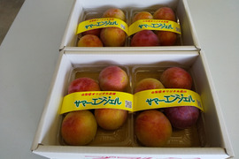 7月下旬発送予定（山梨県産スモモ：サマ－エンジェル約2Kg）