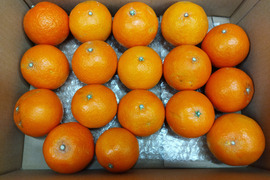 樹上完熟まどんな　家庭用A品　愛媛果試第28号　4キロ