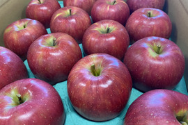 信州安曇野産りんご🍎シナノスイート🍎上品５キロ箱（10〜18個入り）※化学合成農薬30%以上削減