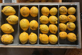 そばかすたっぷりB級品10kgだけど「ちばエコ農産物」認証鴨川レモン果汁用【食べて実感！まろやかな酸味】農薬最小限