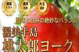🍅“ありがとう”が実った季節限定トマト🍅品種指定『桃太郎ヨーク』品種指定『桃太郎ヨーク』🍅絆を深める、やさしいうま味🍅お試約1kg【GW・母の日ギフト】【5月上旬予約】