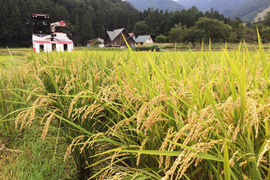 【新米】特別栽培米 コシヒカリ(5kg)＋コシヒカリ(2kg)　令和5年度産