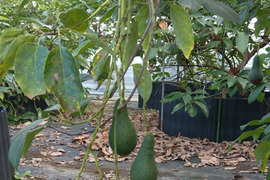 【愛知県産】希少な国産アボカド