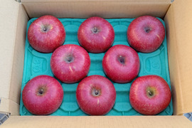 信州産葉とらずサンふじプレミアム3kg8〜11個入り　ご贈答用にもおすすめ