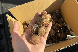 【訳あり】ねっとり食感がたまらない！　サトイモ『土垂』(3KG)　小さめサイズ