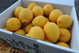 【2月よりお届け】紀州「レモン」（サイズ混合）５㎏