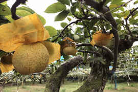 【白梨】3kg（4〜6玉）【家庭用】シャリ感とさわやかな甘さが特徴の梨です！