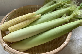 新鮮ヤングコーン （おひさまコーン ）長野県 軽井沢産高原野菜
