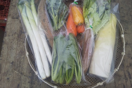 【太ネギ入り】旬の野菜セット８品目