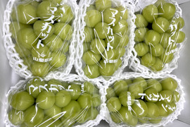 【夏季限定】No.17 2kg　シャインマスカット　摘みたて　産地直送　山梨県 朝どれ シャインマスカット 1.0kg以上 2房 農家直送【2025年発送