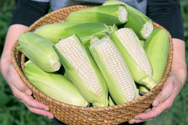 【訳あり・カット品】ホワイトショコラ 7kg｜家庭用・加工用
