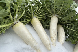 葉っぱまでおいしい！京の伝統野菜” 佐波賀 大根  (さばか だいこん) „【約2.5～3Kg】