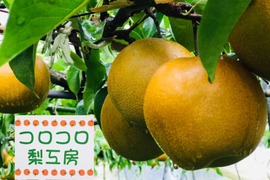 糖度ピーク‼️【甘熟。PREMIUM豊水梨】約3.0kg(大玉5~7個)  シャリっ。ジュワっ。まるで梨ジュース。完熟まで待った濃厚な甘さ。丁寧に育てたからこその美しさ。特別なひと箱。【9周年感謝祭】