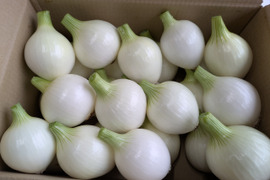 皮むき白白新玉ねぎ　福岡産