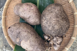 与論在来種!食物繊維たっぷり山芋‼︎オーガニックエコフェスタ優秀賞受賞‼︎ 有機JAS認定アカヤマン（500ｇ）