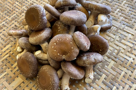 【サイズいろいろ】菌床生しいたけ（５００g）