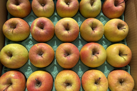 小玉❗️食べきりサイズ！甘～いりんご✨ぐんま名月 5kg箱 20～23個入り 信州りんご