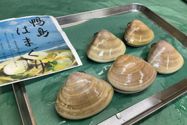 【ハマグリの頂点】鴨島はまぐり/島根県益田市高津川/天然/1個100~200g/1kg詰合せ【入手困難】